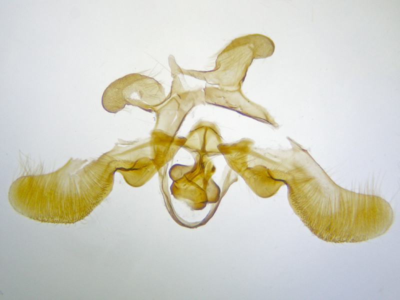 Rhopobota stagnana